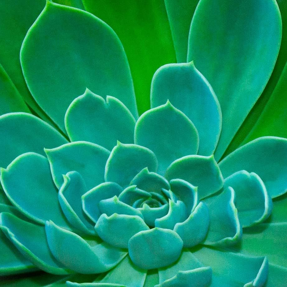 Premium Cacti and Succulent Potting Mix Soil - for Cactus Palm Tree Citrus Plant Grown in Gardening Containers - Indoors & Outdoors Use - with Natural Food/Fertilizer