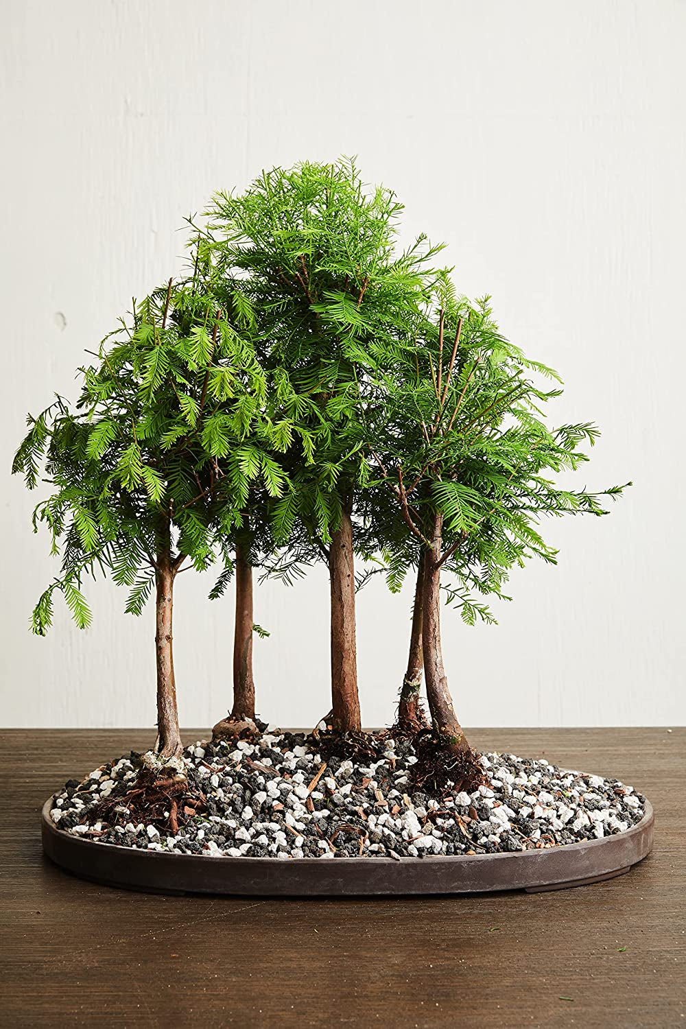 Pumice for Bonsai, Succulent, Cactus | 2 Quarts Bag | 1/4β Particle Size |