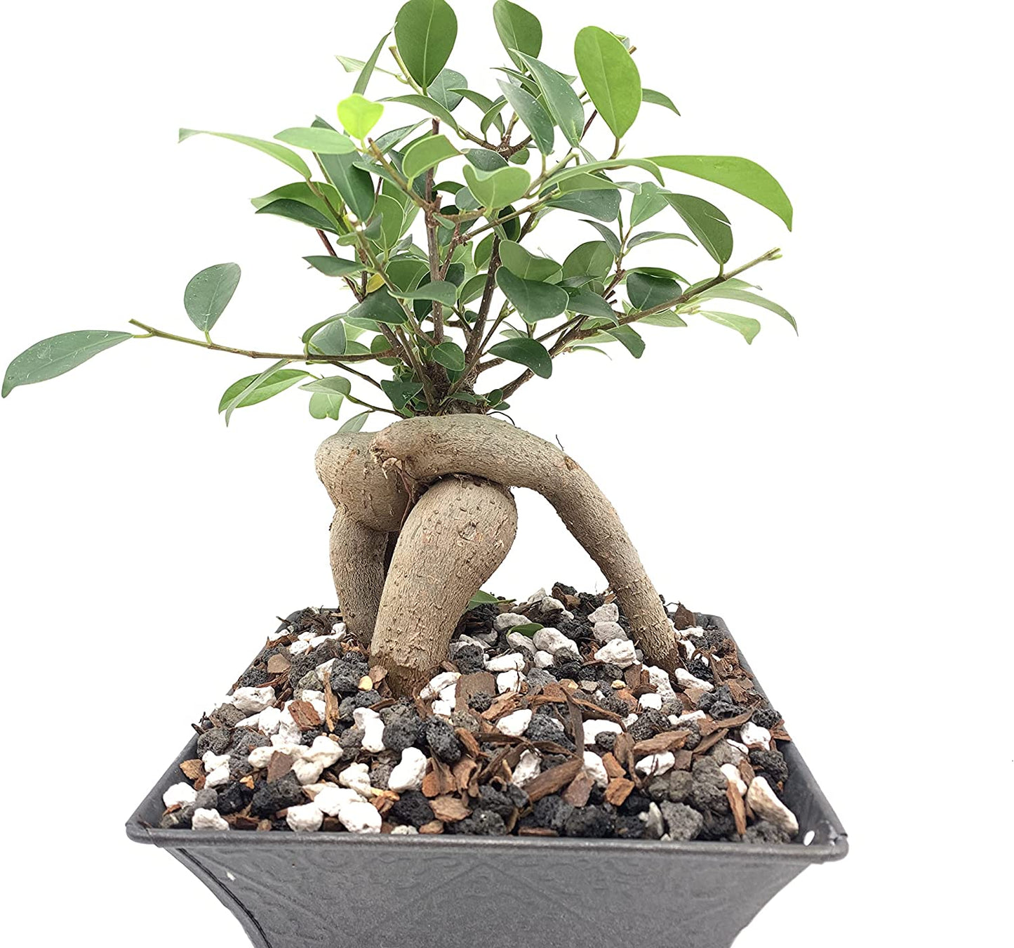 Pumice for Bonsai, Succulent, Cactus | 2 Quarts Bag | 1/4β Particle Size |